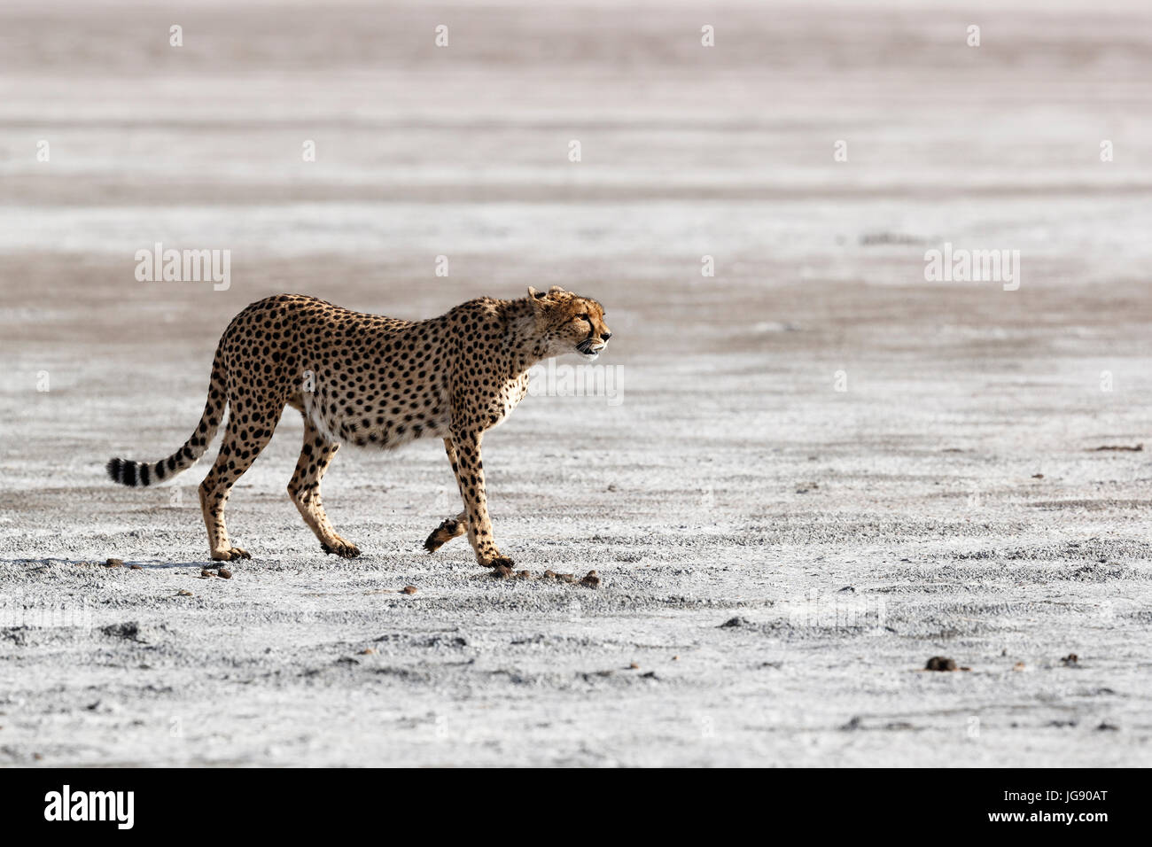 Un Guépard (Acinonyx jubatus) marche à travers un lit de rivière à sec dans le Serengeti en Tanzanie Banque D'Images