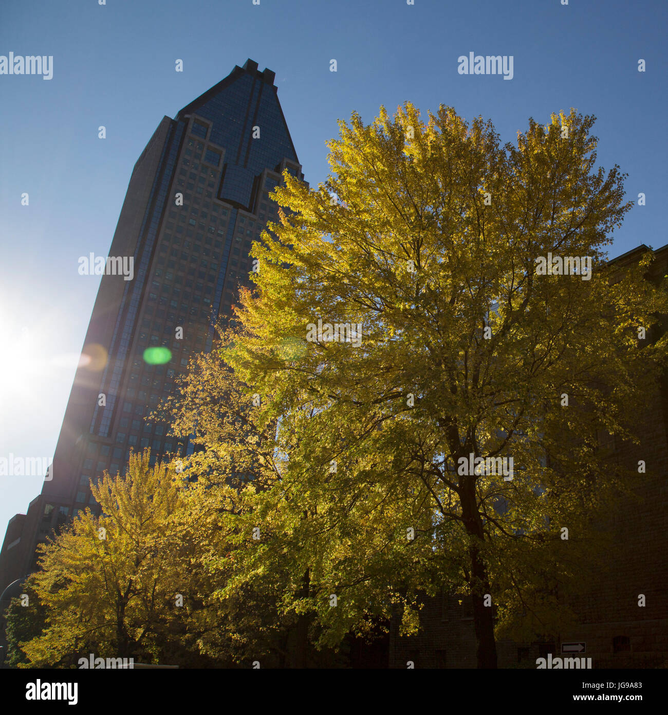 Couleurs d'automne sur le feuillage des arbres au Square Dorchester à Montréal, Canada. La place est au cœur du centre-ville de Montréal. Banque D'Images