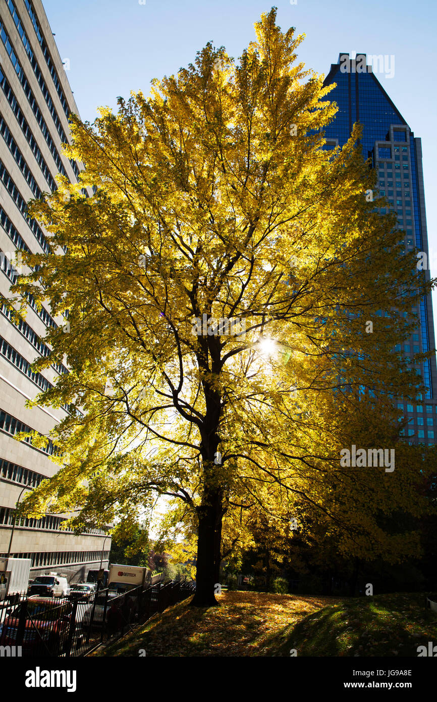 Couleurs d'automne sur le feuillage des arbres au Square Dorchester à Montréal, Canada. La place est au cœur du centre-ville de Montréal. Banque D'Images