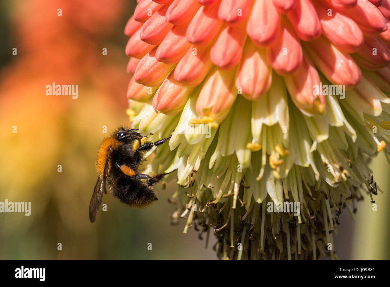 Une abeille est assis sur un kniphofia fleur sur une journée d'été à boire le nectar. Banque D'Images