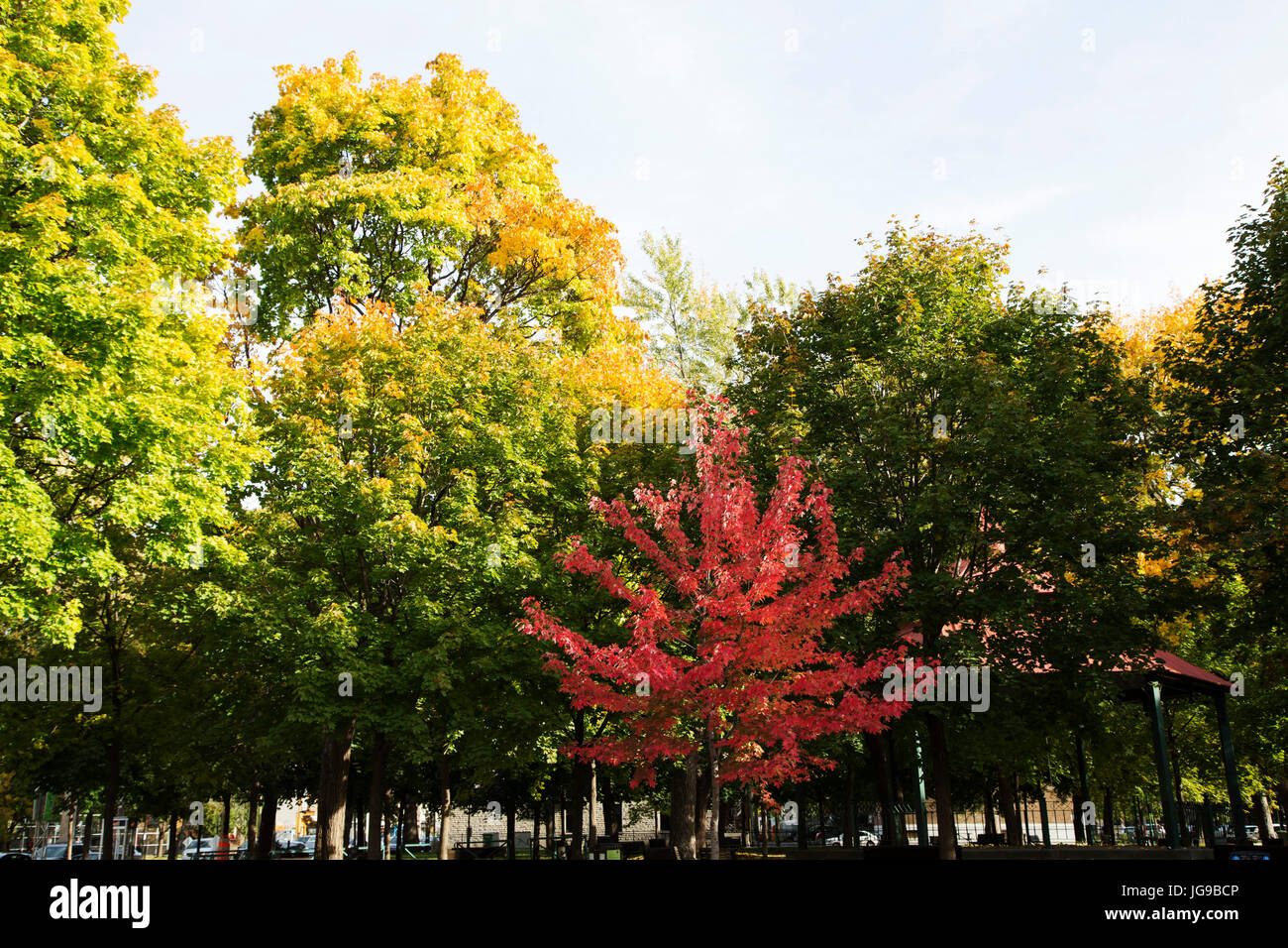 Les arbres dans le Parc de la Petite Italie (Little Italy Park) à Montréal, Canada. Les arbres portent riche feuillage avec la couleur en automne. Banque D'Images