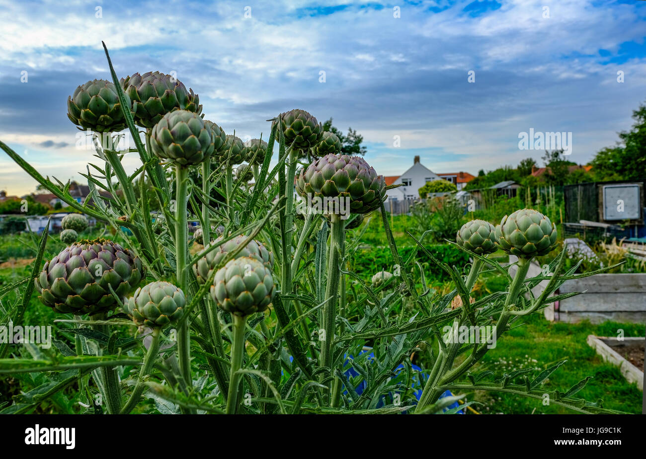 Grande plante d'Artichaut artichauts avec de nombreux prêts à la récolte. Au début de l'été tourné avec close up d'artichauts. Banque D'Images