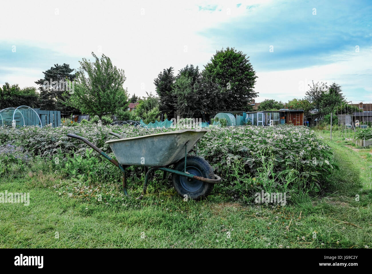 Avec une allocation de récoltes de pommes de terre au début de l'été. Une brouette dans l'avant-plan. Banque D'Images