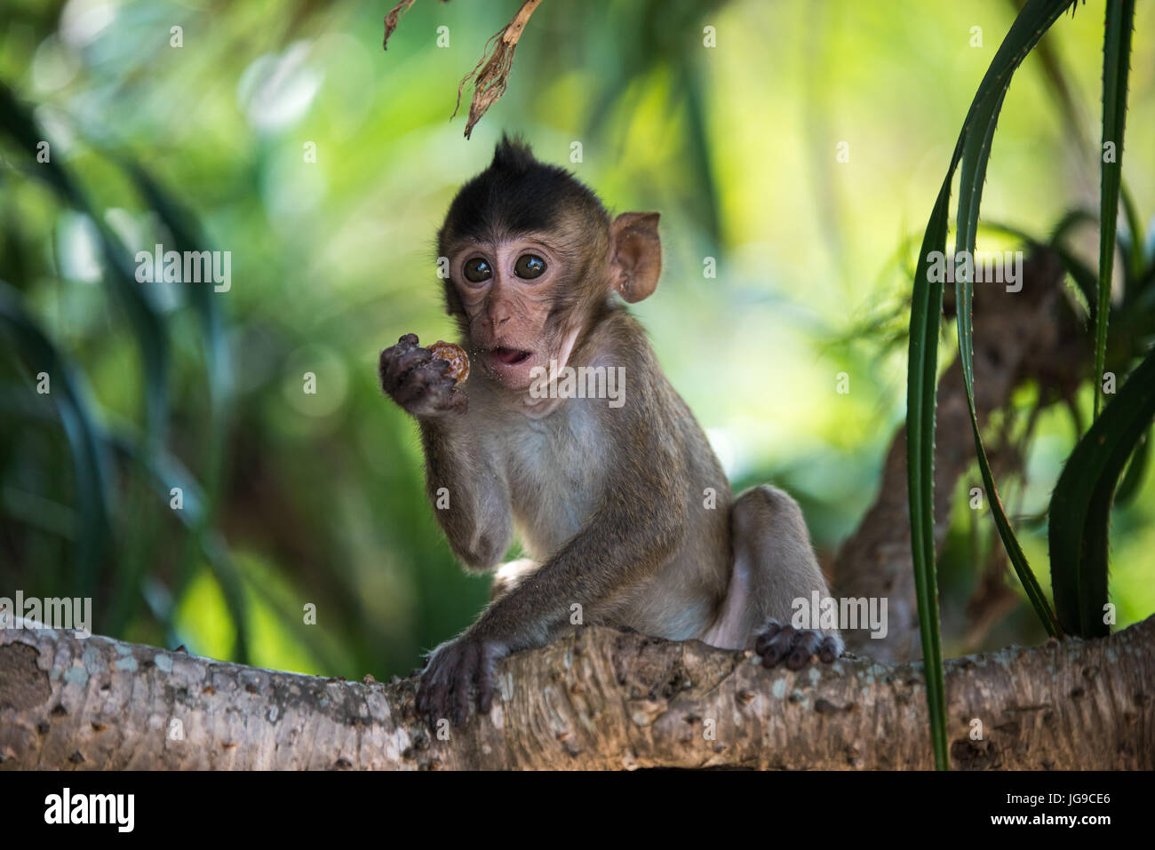 Funny monkey baby sitting à l'arbre et la tenue d'un écrou Banque D'Images