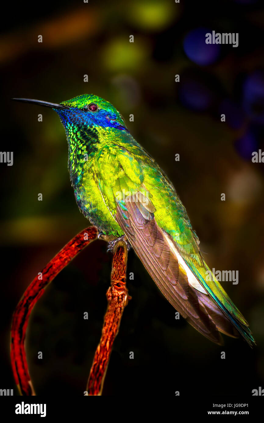 Un colibri s'arrête un bref instant avant de prendre un nouvel envol. Banque D'Images Un colibri s'arrête un bref instant avant de prendre un nouvel envol. Banque D'Images