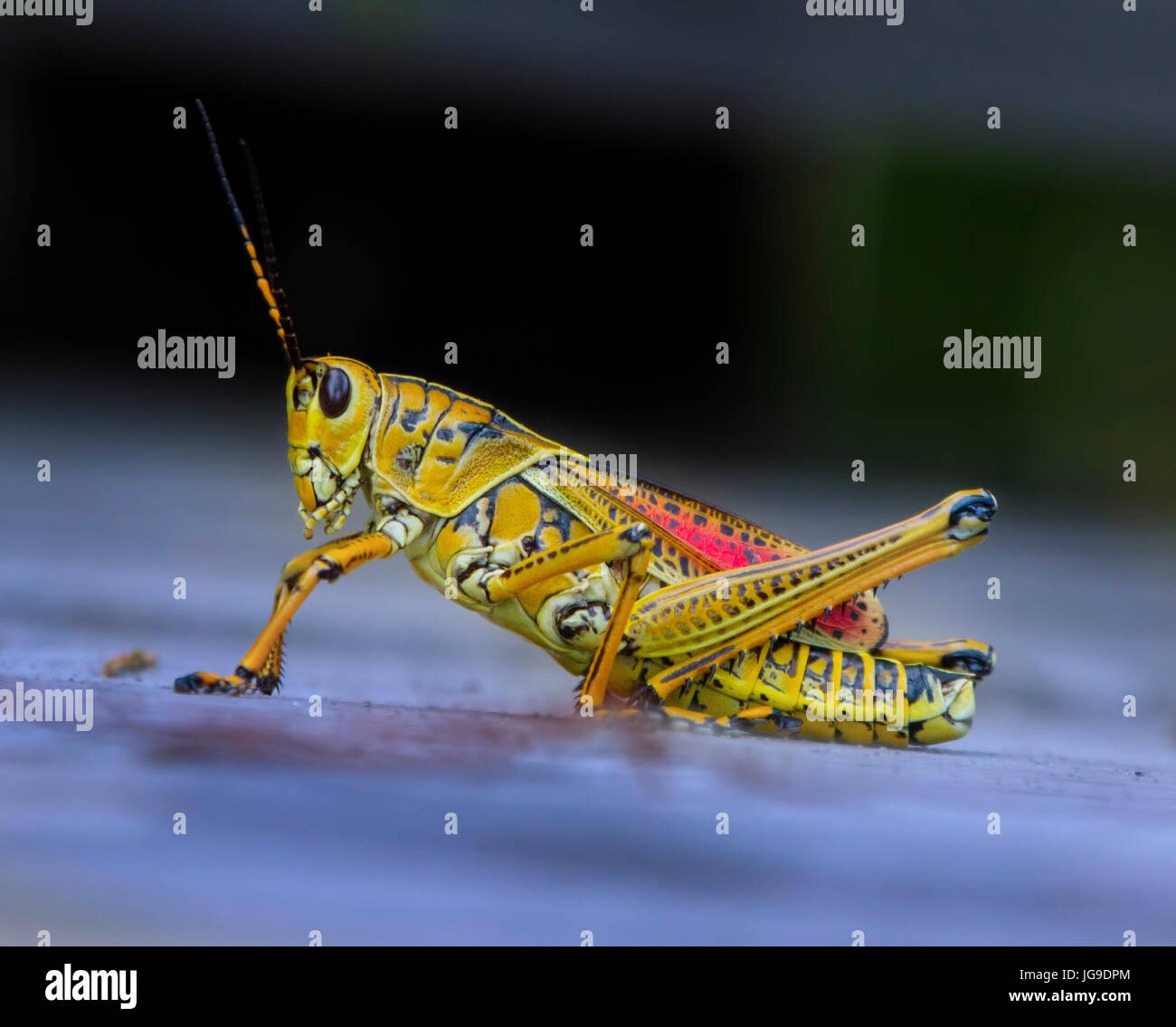 Une sauterelle de foi l'est photographié dans les Everglades de Floride. Le Lubber Grasshopper est l'une des plus grandes sauterelles et est de voler. Banque D'Images