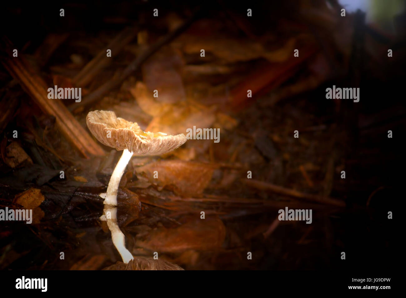 Un champignon Pluteus photographié dans les Everglades de Floride dans les premières heures du matin. Le tas de brindilles derrière en fait, c'est un alligator nid ! Banque D'Images Un champignon Pluteus photographié dans les Everglades de Floride dans les premières heures du matin. Le tas de brindilles derrière en fait, c'est un alligator nid ! Banque D'Images
