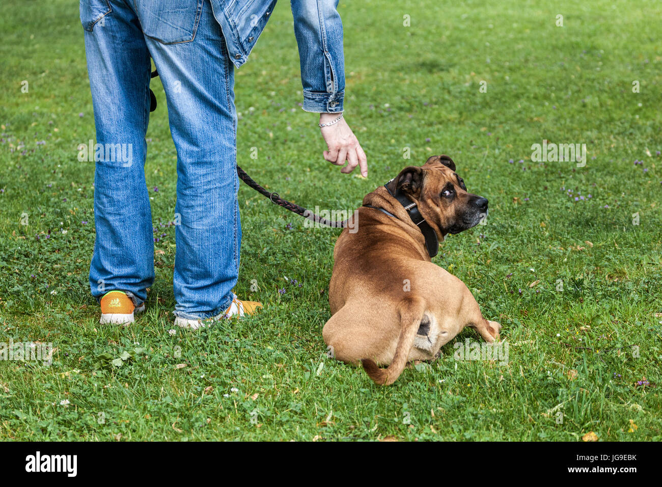 Propriétaire de chien forme son Staffordshire chien Terrier homme et chien, Man jeans style Banque D'Images