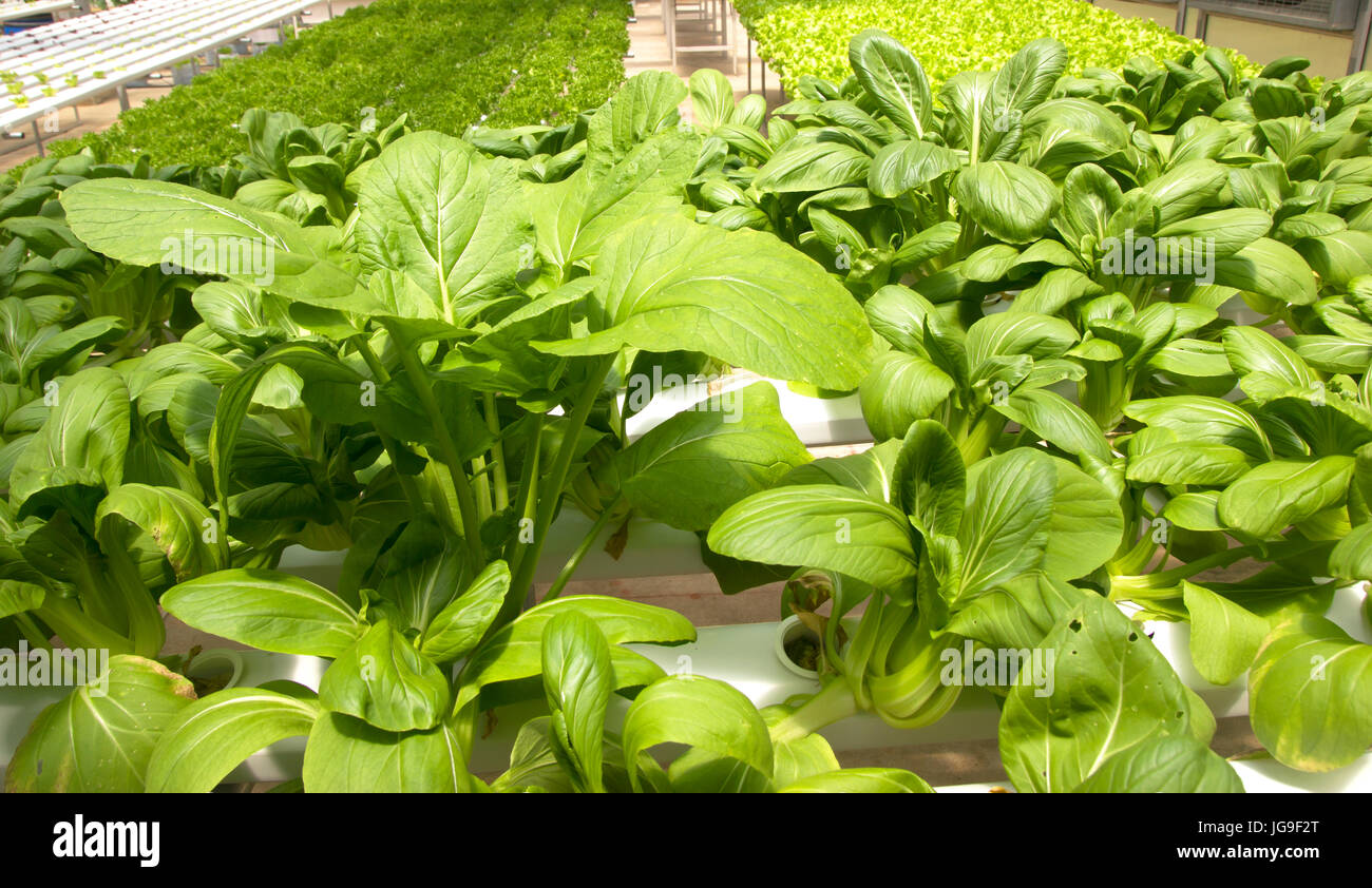 Les plantes à feuilles vertes sans sol Banque D'Images