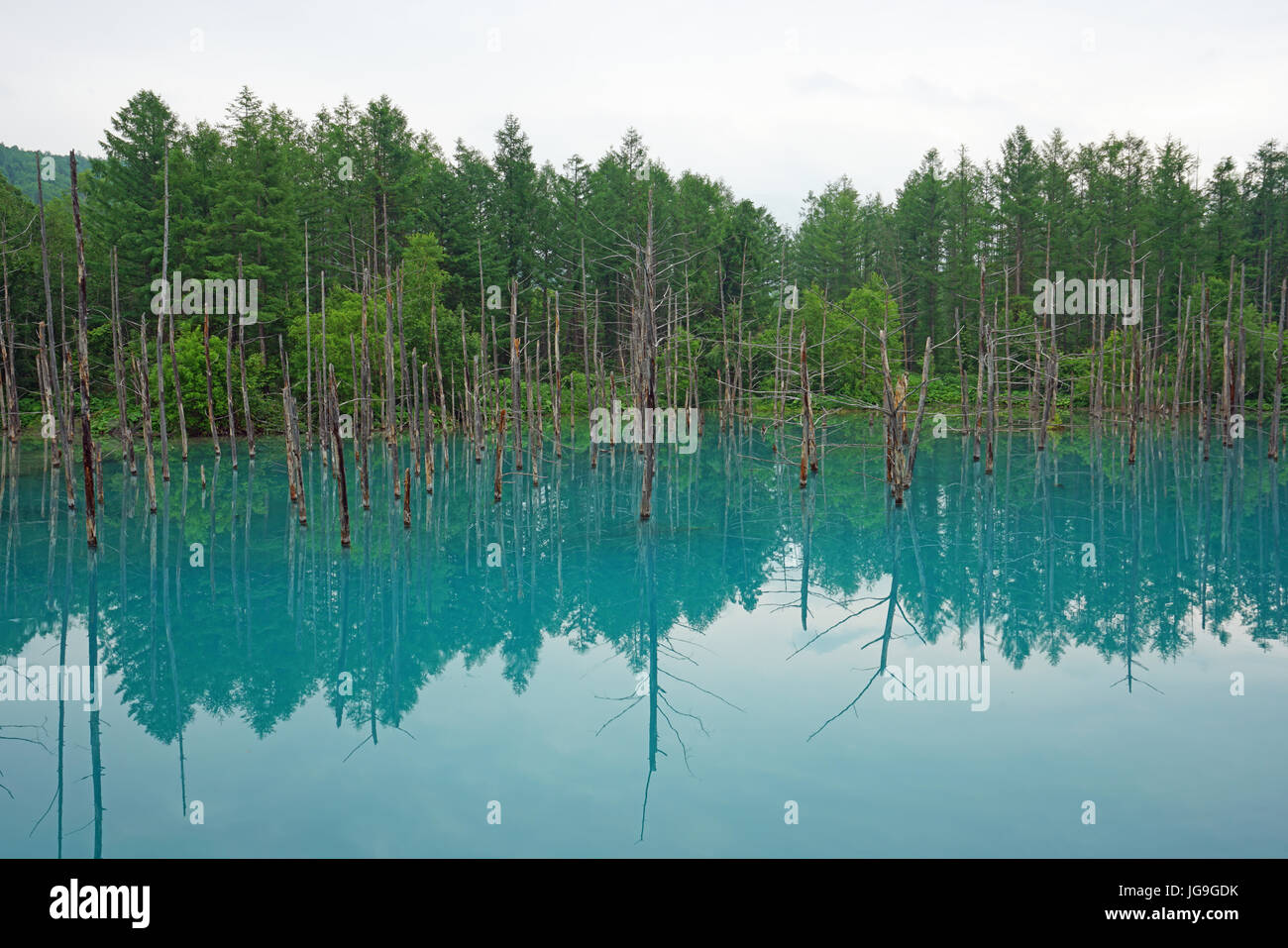 L'Étang Bleu de Biei, Hokkaido, Japon Banque D'Images