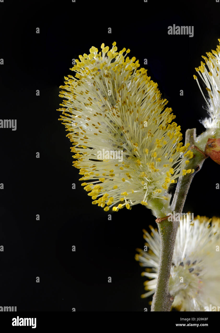 (Chèvre) Pussy willow Salix caprea. Châton mâle. L'accent de 6 images superposées. Banque D'Images