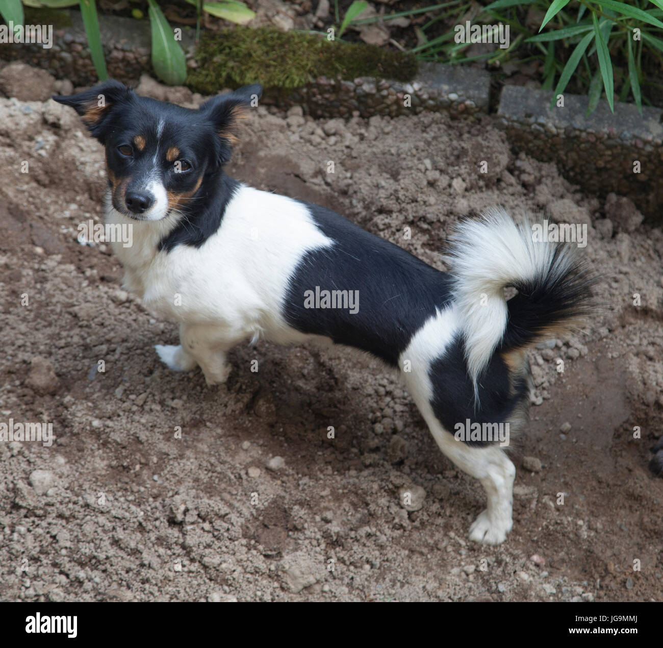 Un chien mixte avec Jack Russell et Papillon dans la Race Banque D'Images