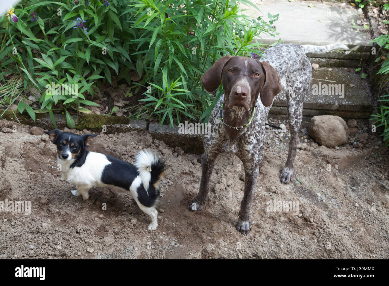 3 chat appelé le pointeur pointer anglais est une race de chien de taille moyenne pour la chasse aux oiseaux.ici avec un chien mixte avec Jack Russell et P Banque D'Images