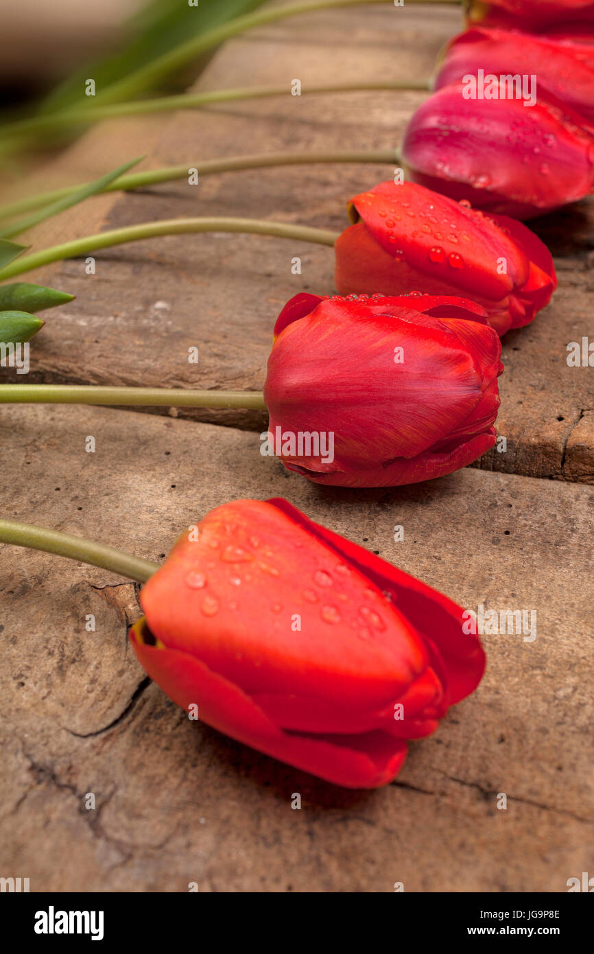 Tulipes rouges sur fond de surface en bois vintage. L'accent sélective créative appliquée. Banque D'Images