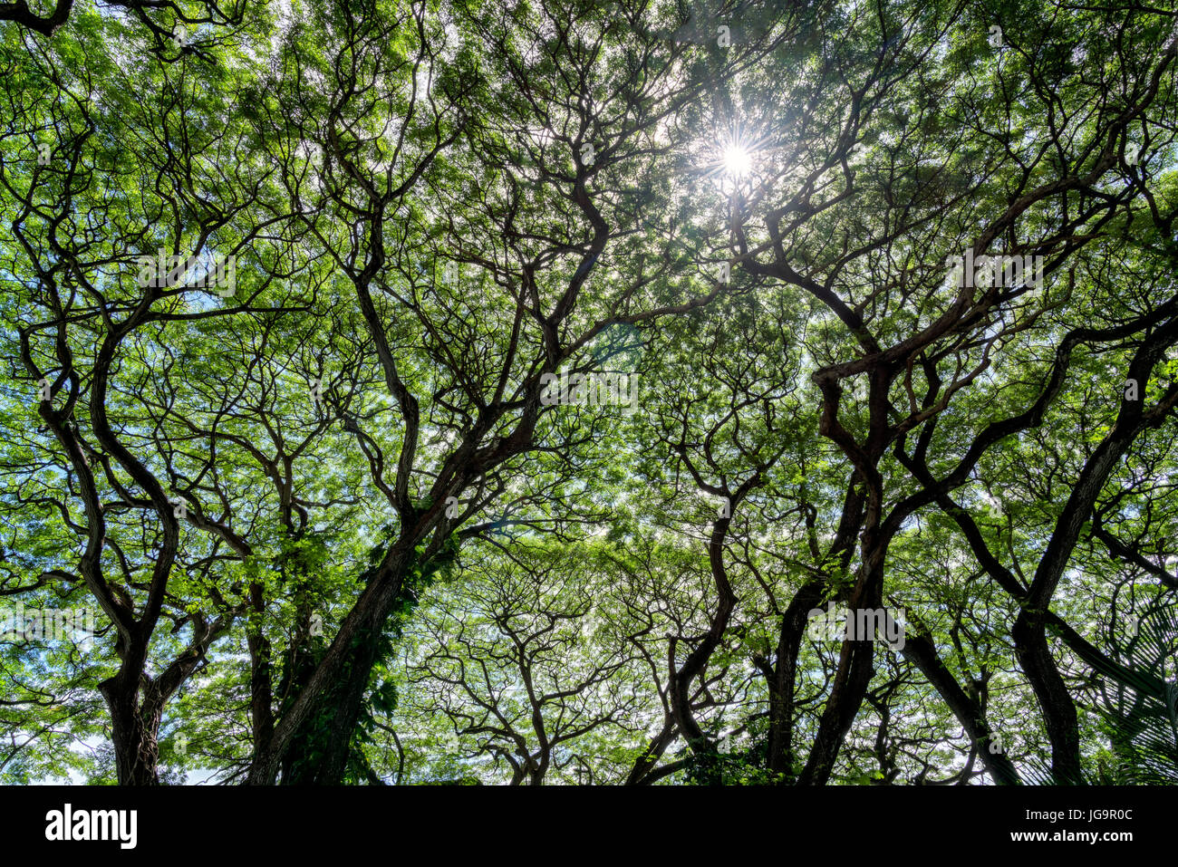 Par Monkypod Sunburst les arbres. Oahu, Hawaii Banque D'Images