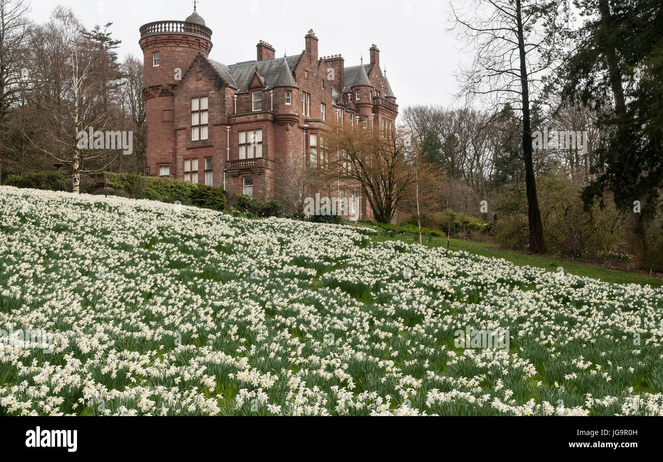National Trust for Scotland threave house avec daffodill bank Banque D'Images