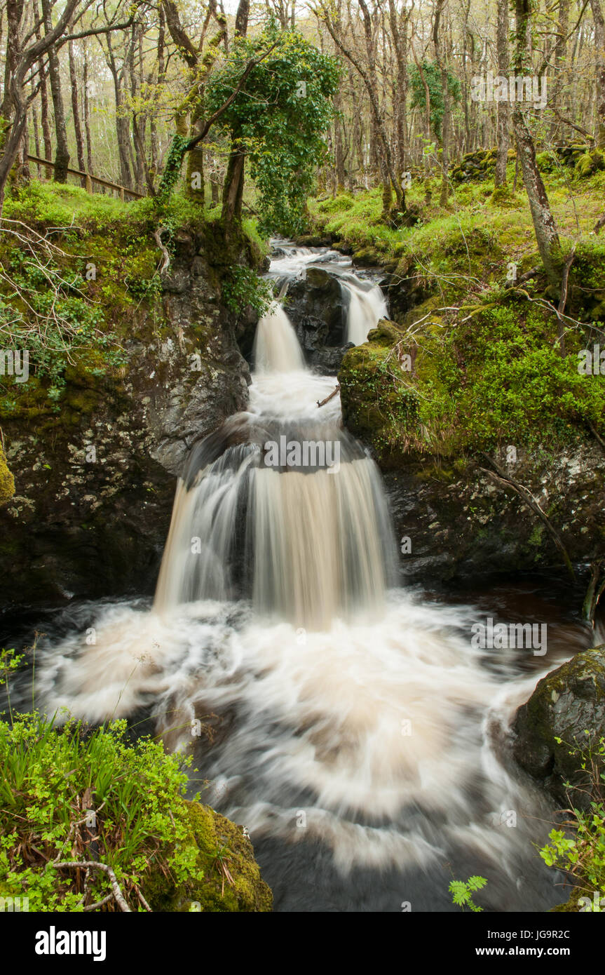 Cascade dans le bois de RSPB Réserve Naturelle de Cris Banque D'Images