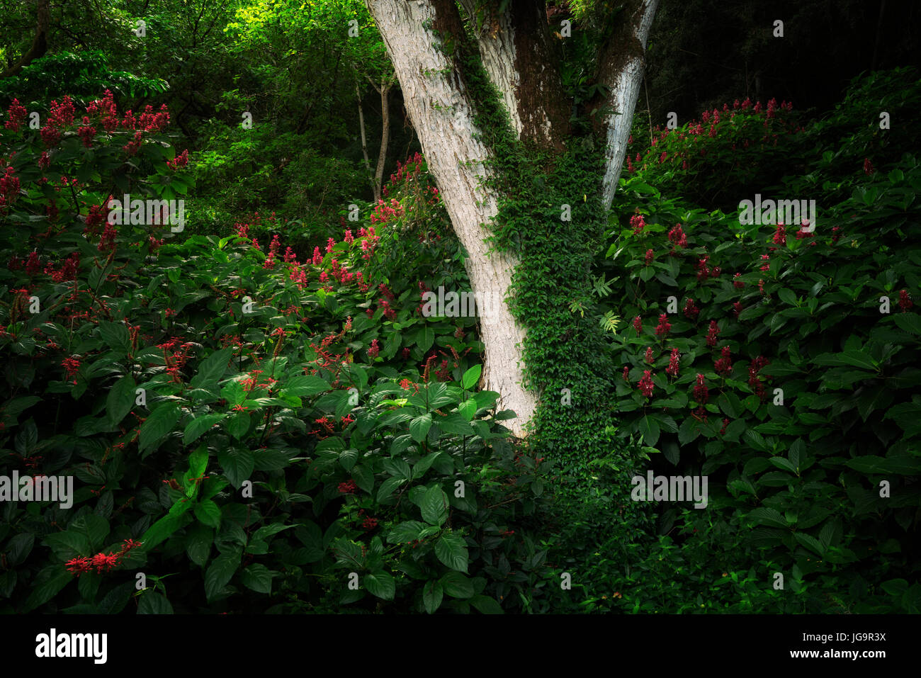 Les fleurs rouges de la famille des Sterculiacées de vining plantes. Hoomaluhia Botanical Gardens, Oahu, Hawaii Banque D'Images