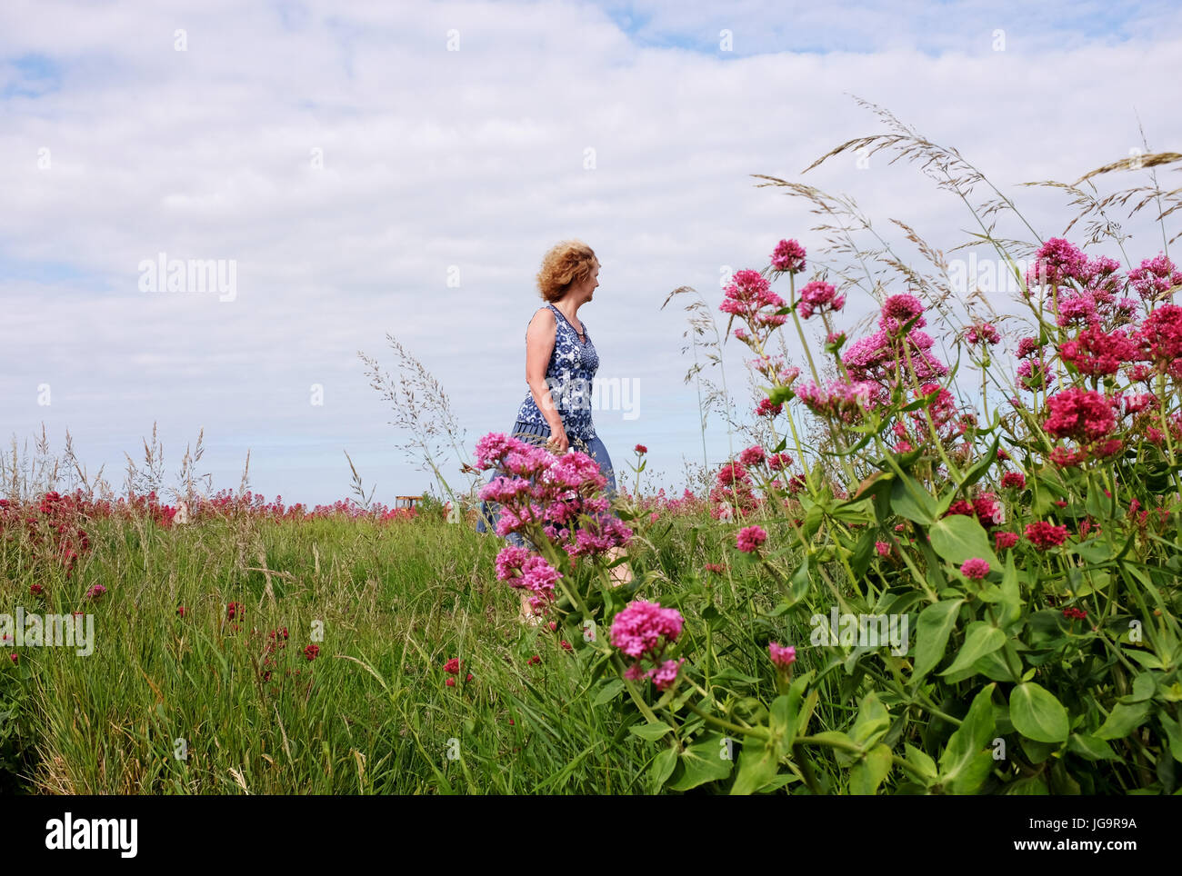 Suffolk Aldeburgh UK Juin 2017 - Woman walking along beach Banque D'Images