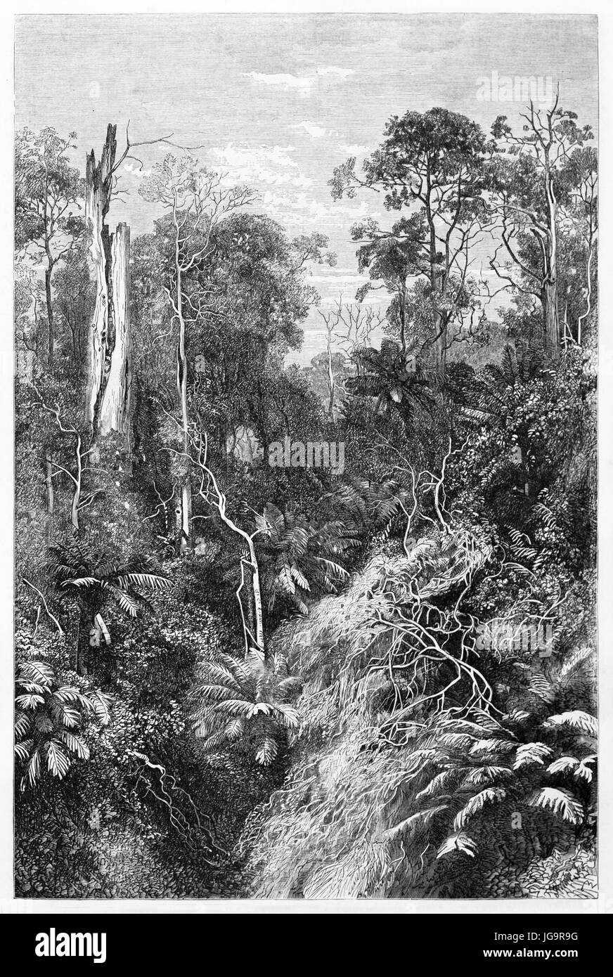 Vue ancienne de la forêt australienne Victoria en colonie. Créé par Francais et Minnie après photo d'auteur inconnu, publié sur le Tour du Monde, Paris, Banque D'Images