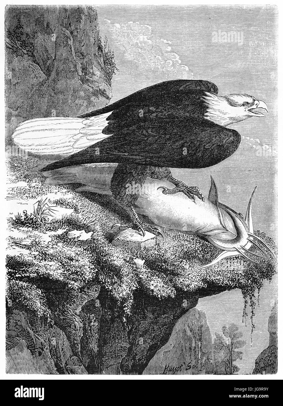Vieille illustration du Pygargue à tête blanche avec sa proie. Créé par Rouyer et Huyot, publié sur le Tour du Monde, Paris, 1861 Banque D'Images