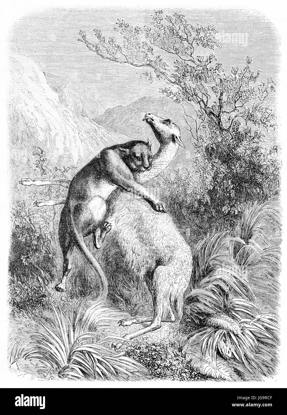 Vieille illustration d'un couguar attaquer vicugna. Créé par Rouyer, publié sur le Tour du Monde, Paris, 1861 Banque D'Images