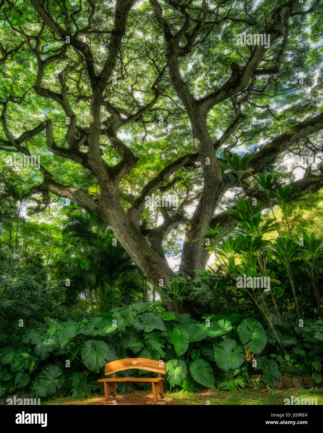 Monkey pod arbre avec banc. Hoomaluhia Botanical Gardens. Oahu, Hawaii Banque D'Images