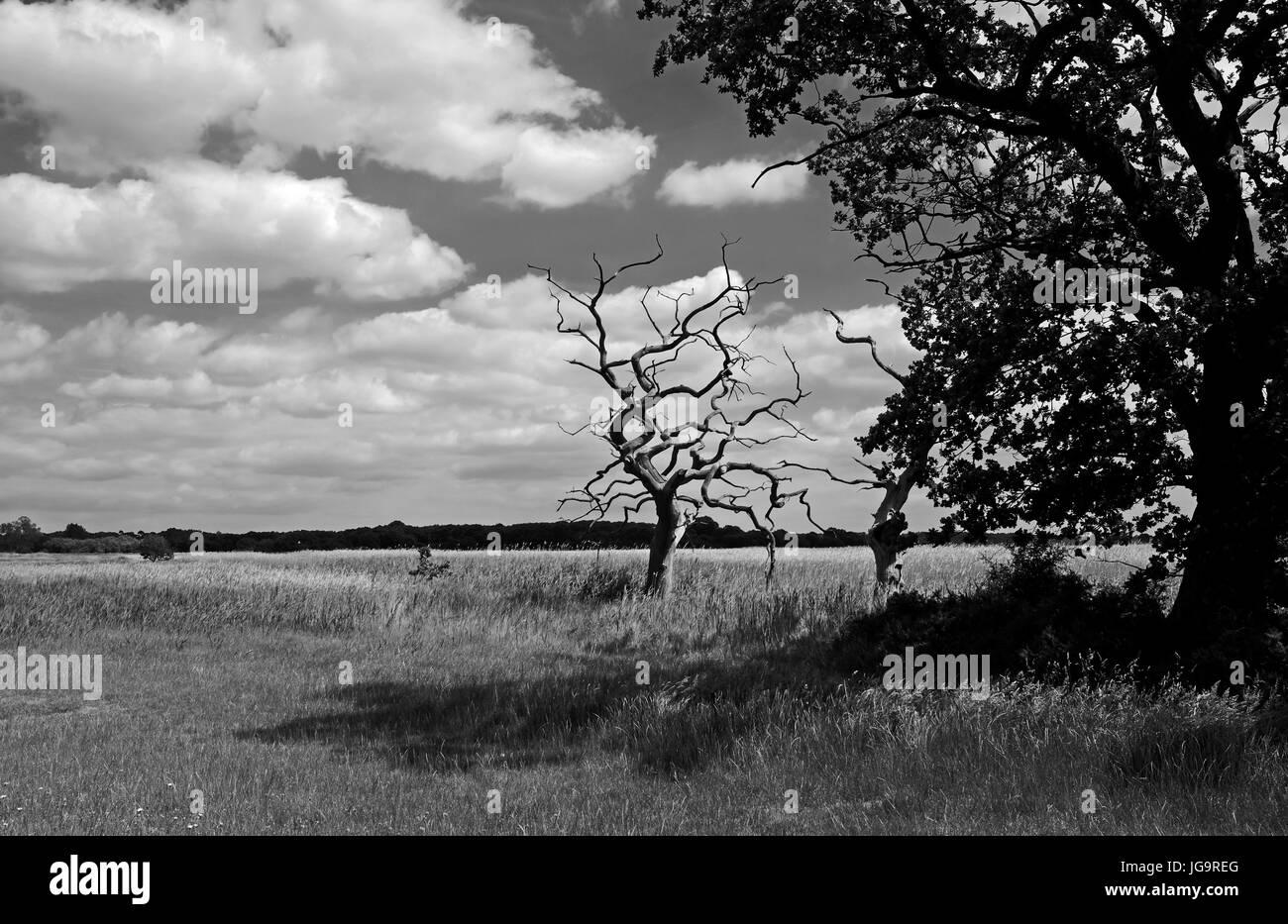 Snape Maltings Suffolk UK Juin 2017 - Snape Maltings un centre d'art Musique et beauté naturelle exceptionnelle Banque D'Images