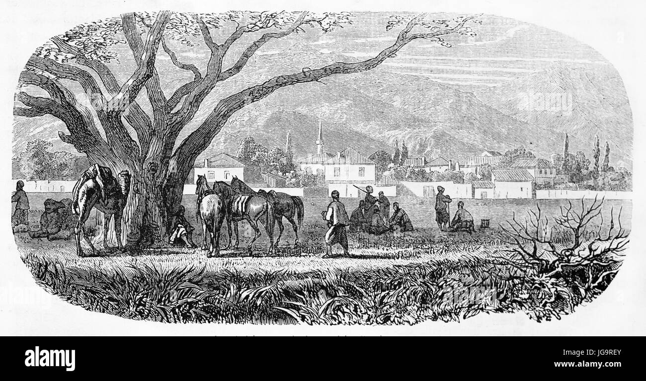 Tree dromedary Banque d'images noir et blanc - Alamy