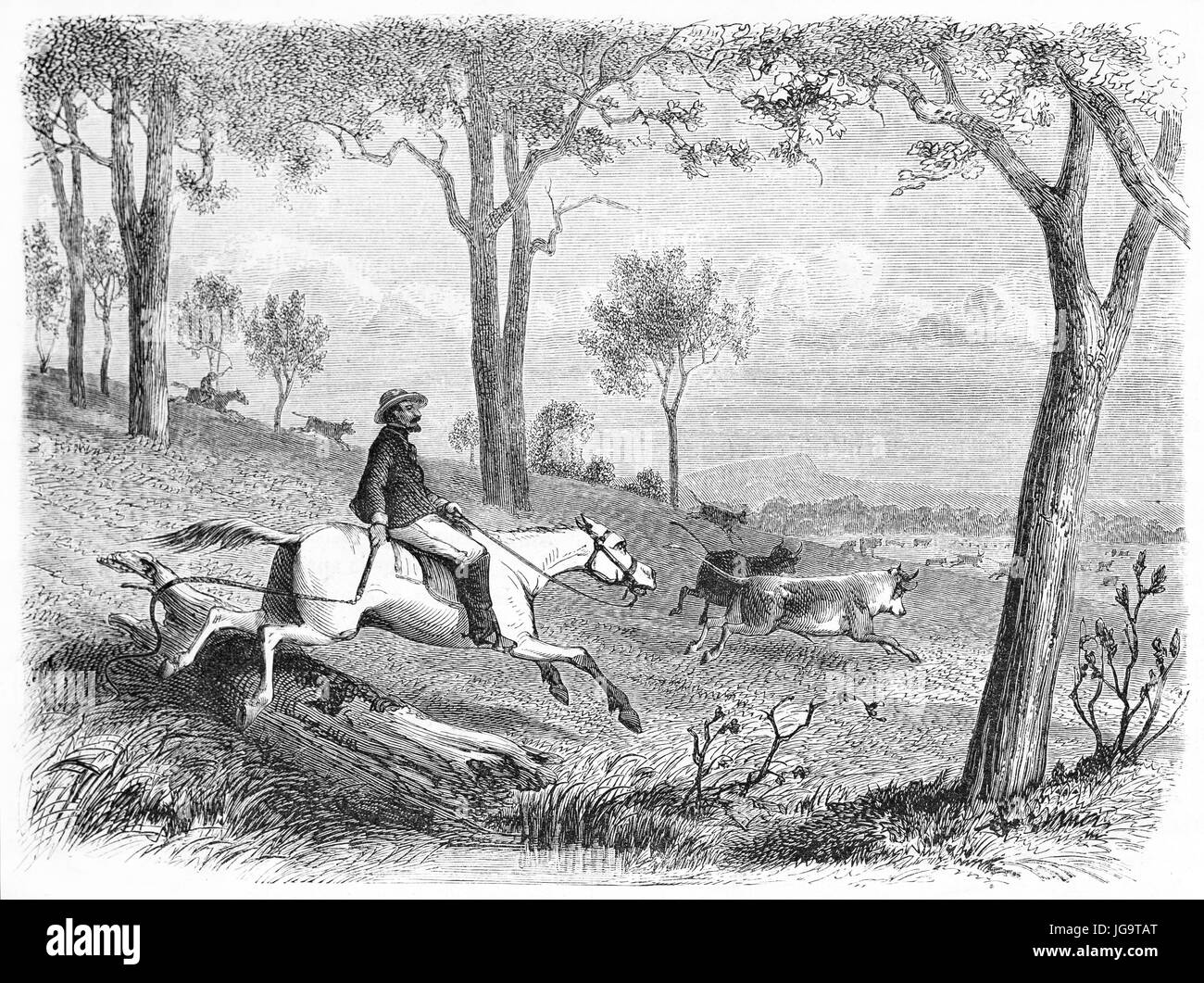Élevage australien de troupeaux de chevaux dans la nature. Art de style gravure de tons gris anciens par Girardet et Pannemaker, publié sur 1861 Banque D'Images