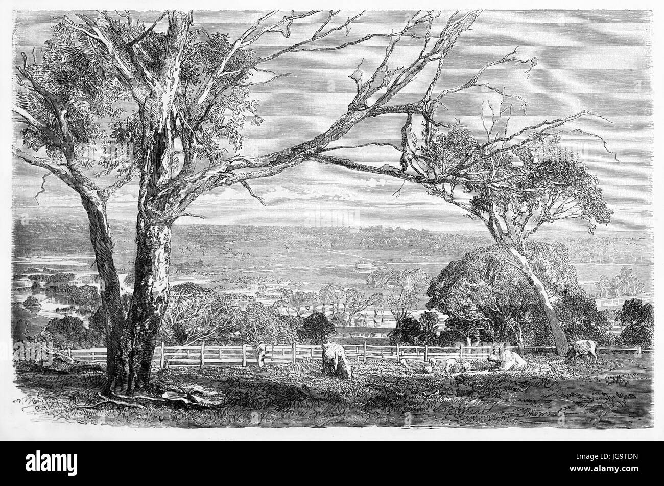 Arbres secs, vaches et clôture sur le paysage de la vallée de Yarra, en Australie. Gravure de tons gris anciens par Francais, publiée le Tour du monde 1861 Banque D'Images