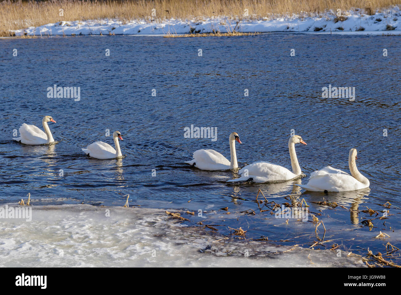 Cygnes blancs dans la nature Banque D'Images