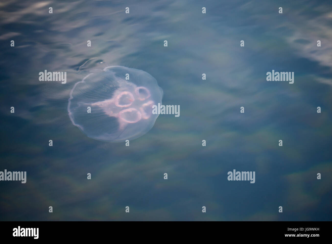Ohrenqualle Ohren-Qualle,, Qualle, Quallen, Meduse, Aurelia aurita, moon jelly, lune, Méduse Méduse commune, saucer la gelée, la méduse commune, Aur Banque D'Images
