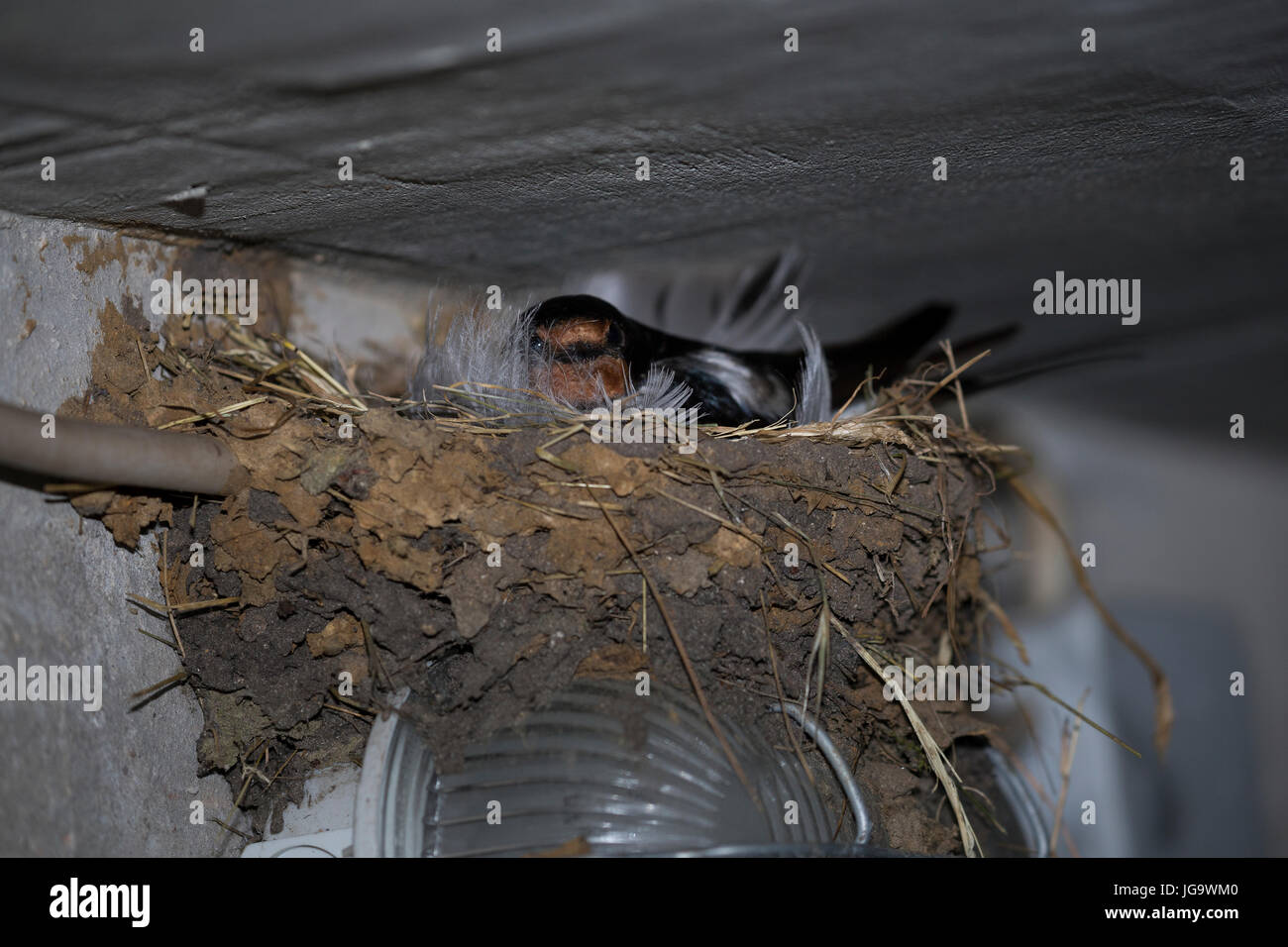 Rauchschwalbe, Rauch-Schwalbe, Schwalbe, Schwalben, brütend Lehmnest gi, Nid d'une lampe dans un décrochage, Hirundo rustica Hirondelle, hirondelle, Hironde, Banque D'Images