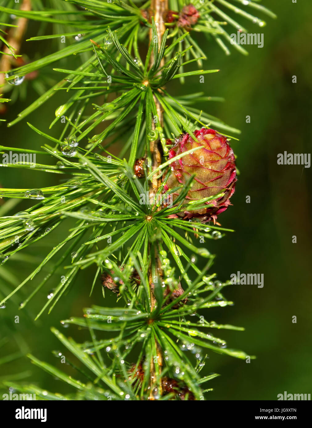 Feuilles de mélèze et d'un cône femelle après la pluie Banque D'Images