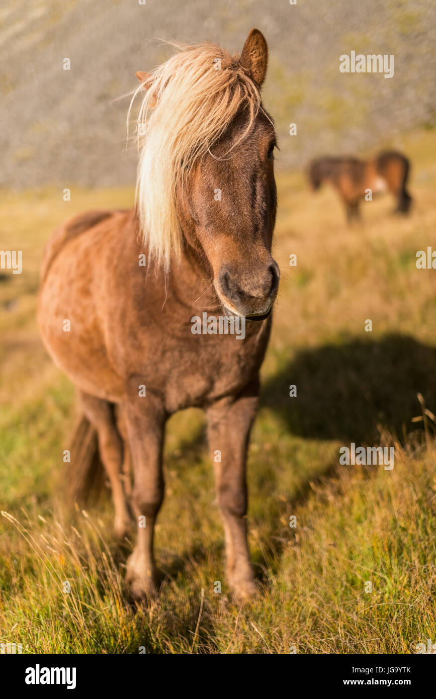 Cheval islandais (Equus ferus caballus) dans la zone, de l'Islande Banque D'Images