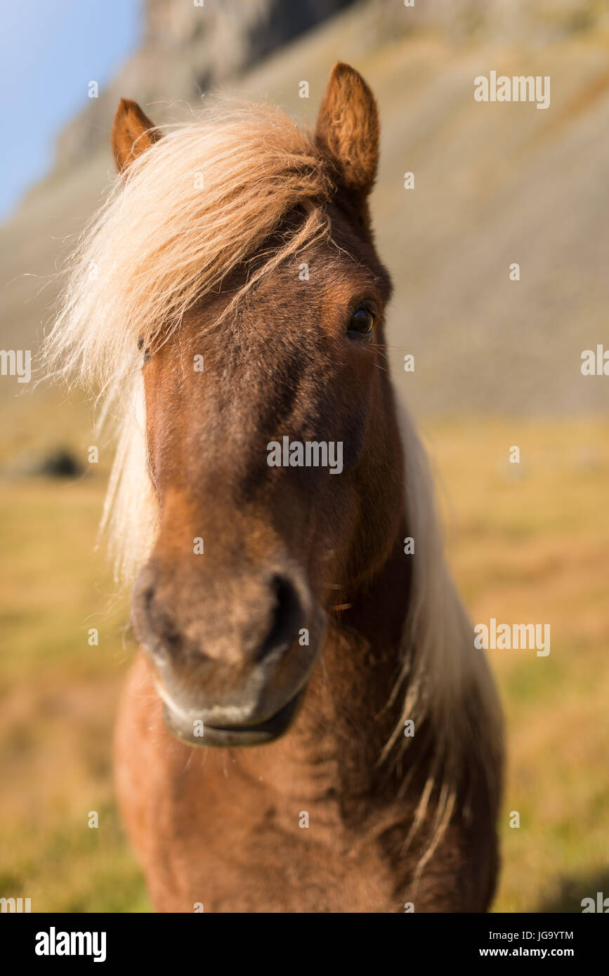 Cheval islandais (Equus ferus caballus) dans la zone, de l'Islande Banque D'Images