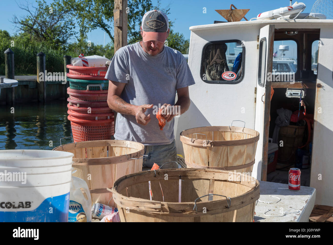 Tilghman Island, Maryland - Un pêcheur de crabe commerciale sur la baie de Chesapeake appâts une ligne de pêche aux moules. Banque D'Images