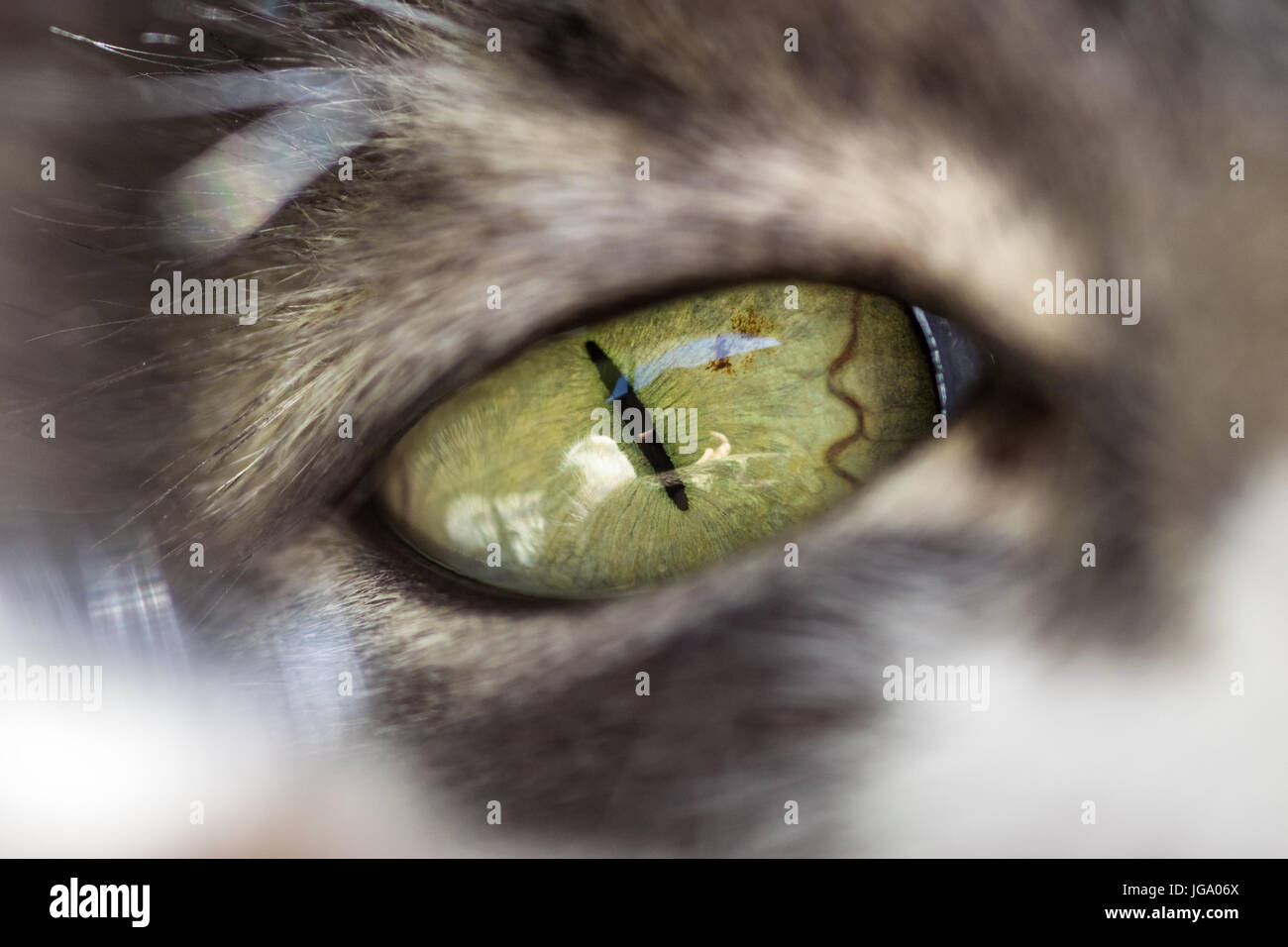Cat's green eye closeup macro, avec beaucoup de détails Banque D'Images