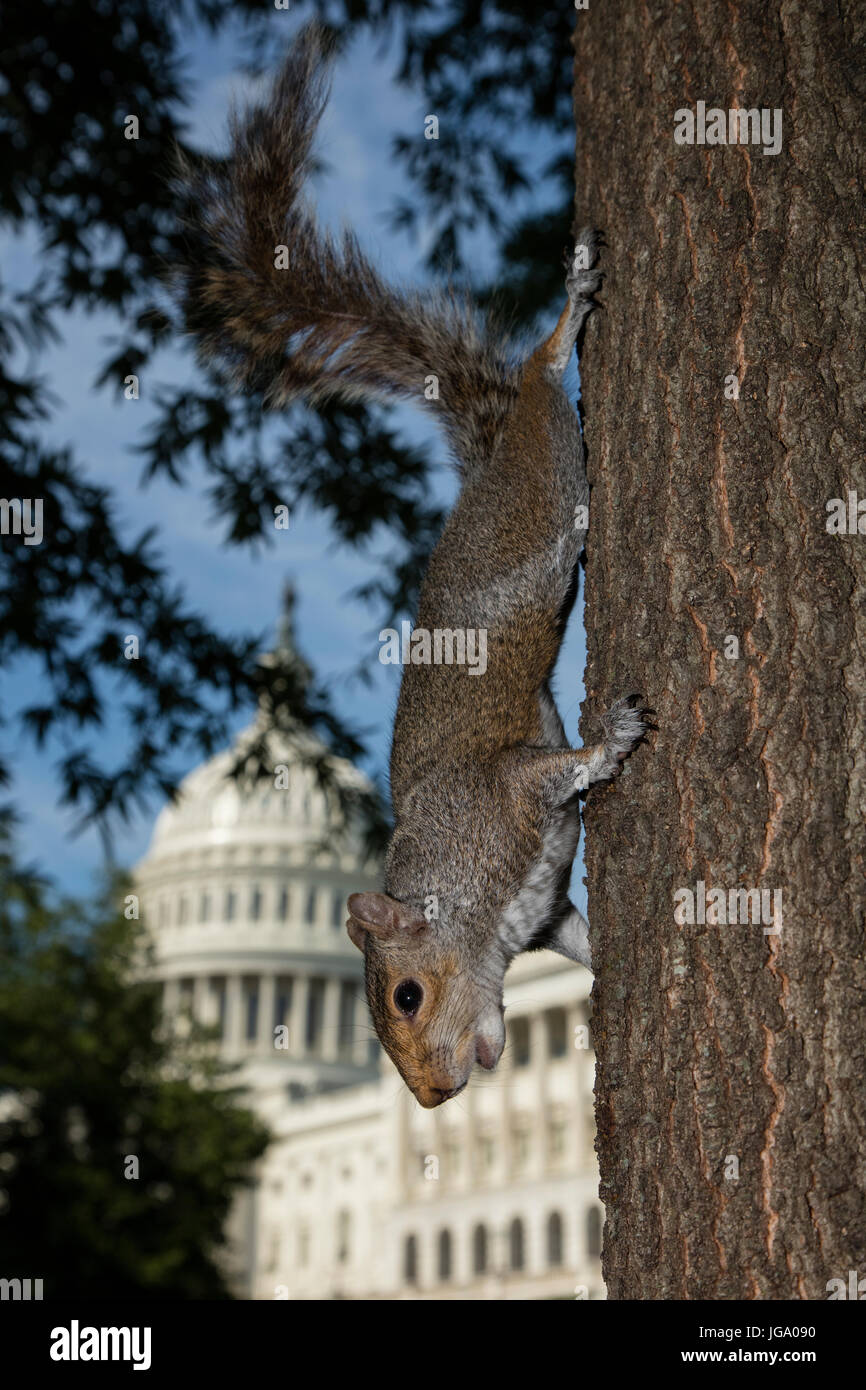 L'écureuil gris (Sciurus carolineses), Washington DC, avec capitole en arrière-plan, avant-plan légèrement retouché Banque D'Images