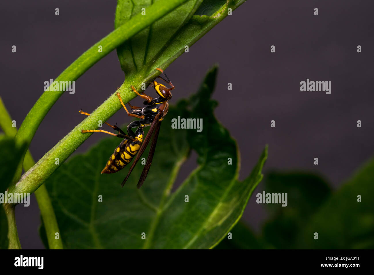 Les grandes feuilles des plantes sur une guêpe Banque D'Images