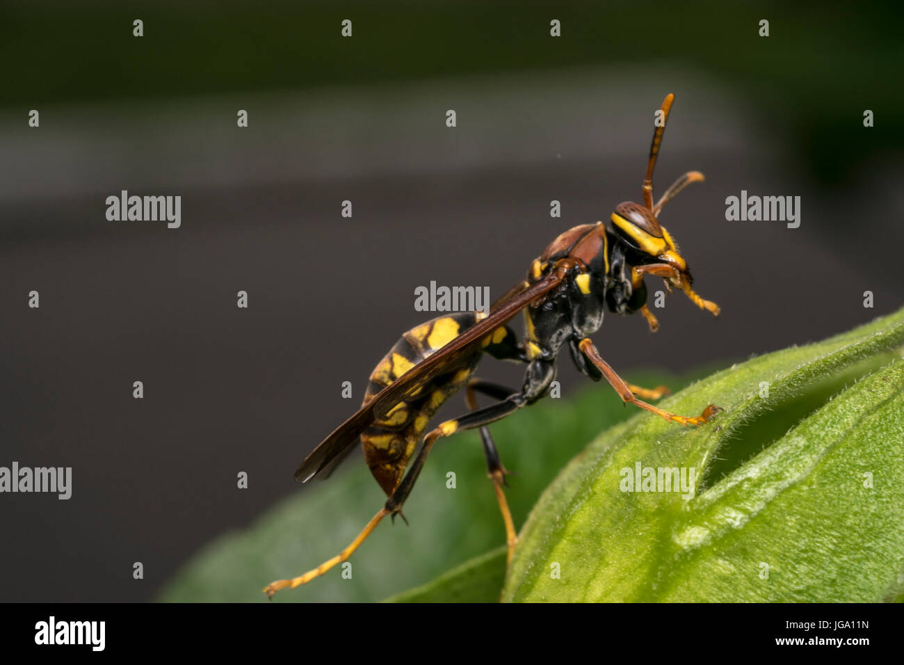 Les grandes feuilles des plantes sur une guêpe Banque D'Images