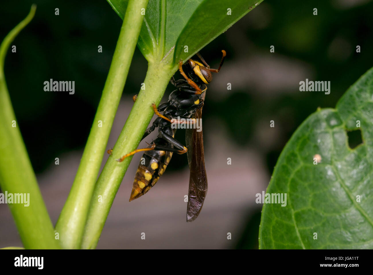 Les grandes feuilles des plantes sur une guêpe Banque D'Images