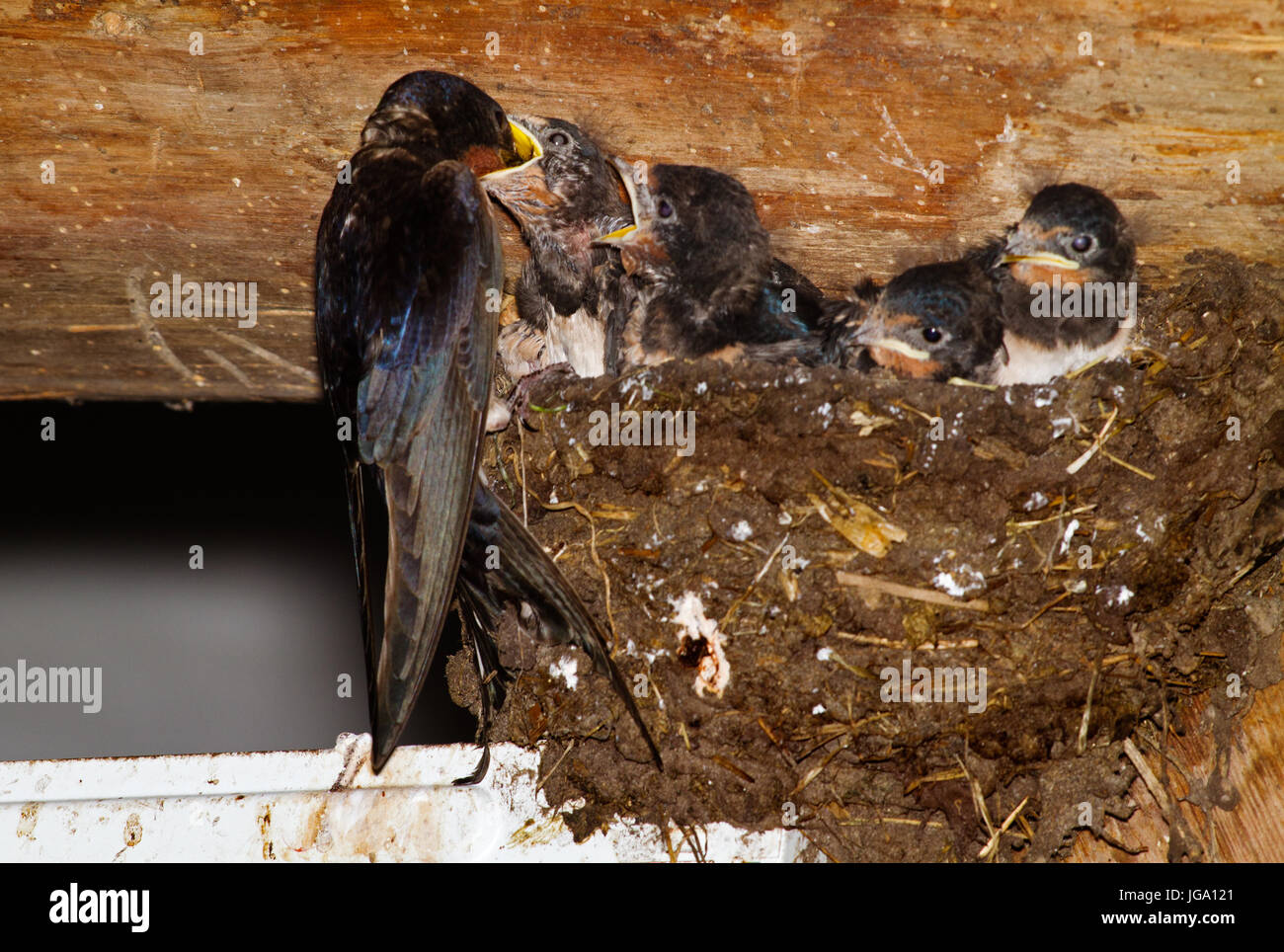 Hirondelle nourrir les jeunes dans un nid dans une grange Banque D'Images
