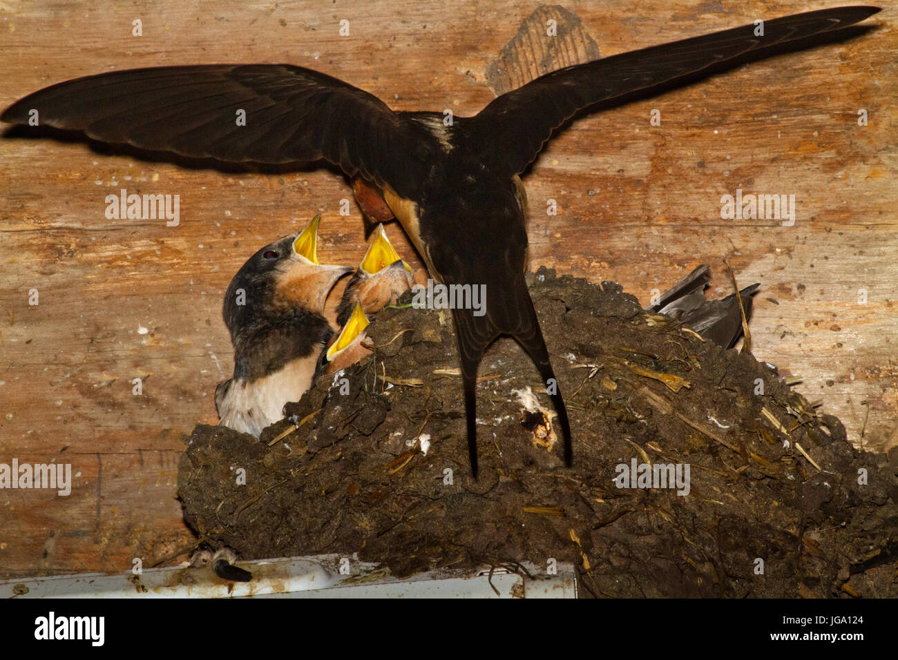 Hirondelle nourrir les jeunes dans un nid dans une grange Banque D'Images