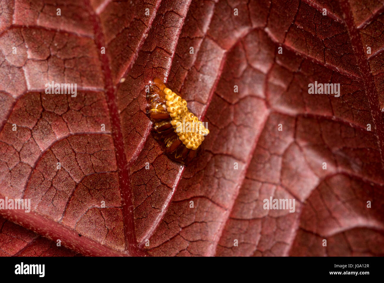 Madure nid d'insecte sur une feuille d'arbre Banque D'Images