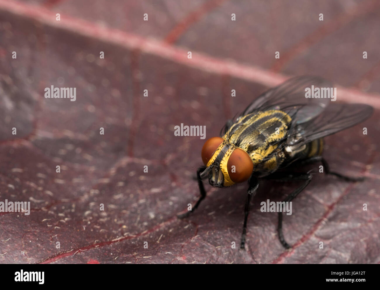 Maison Jaune voler sur une feuille d'arbre rouge Banque D'Images