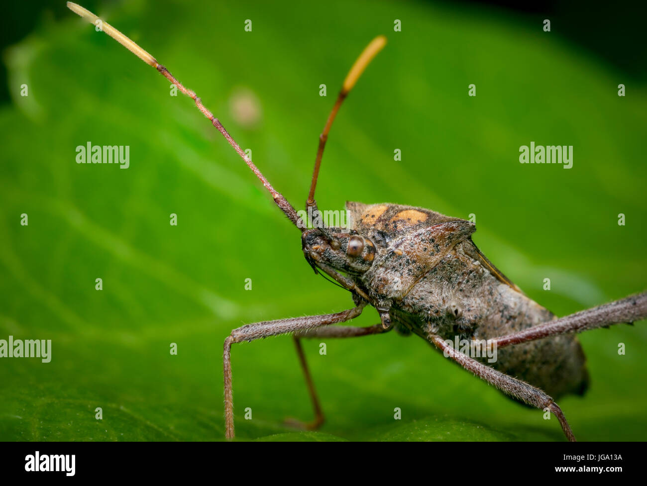 Reduviidae assassing bug sur une feuille d'arbre Banque D'Images