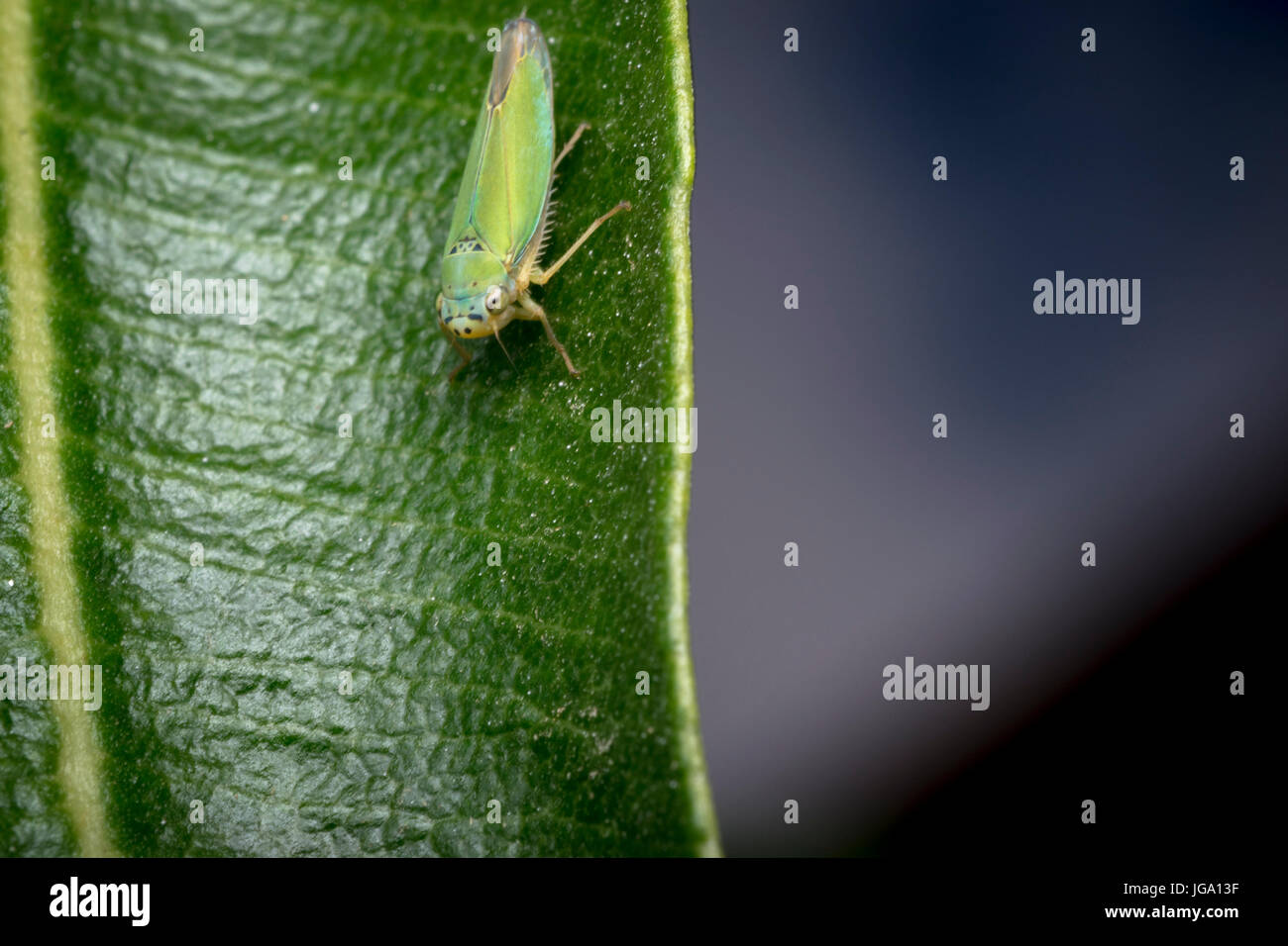 Cicadella viridis bug sur une feuille d'usine Banque D'Images