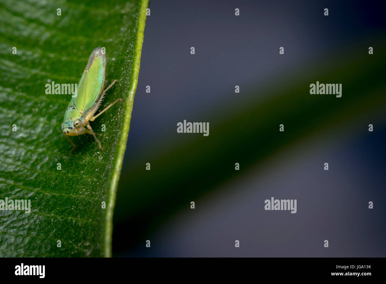 Cicadella viridis bug sur une feuille d'usine Banque D'Images